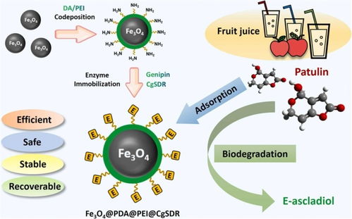 科技助力食品安全 我國(guó)真菌毒素生物脫毒研究與網(wǎng)絡(luò)技術(shù)協(xié)同取得新進(jìn)展